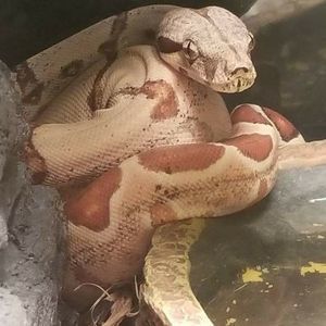 Meet your Posher, Joshua